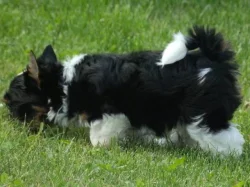 Biewer Yorkshire Terrier štěňátka