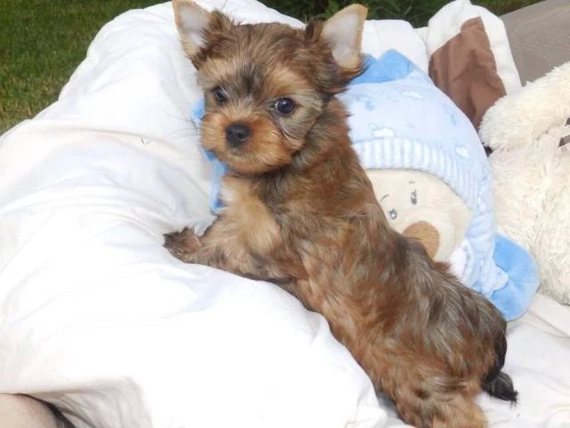 Biewer Yorkshire Terrier štěňátka