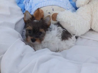 Biewer Yorkshire Terrier štěňátka