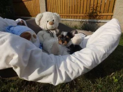 Biewer Yorkshire Terrier štěňátka