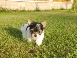 Biewer Yorkshire Terrier štěňátka