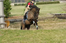 Sportovní pony, poník do sportu i volný čas