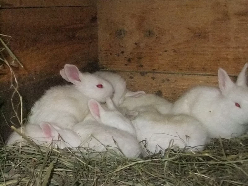 Brojleroví králíci - Hyla