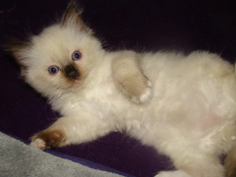 Ragdoll s PP