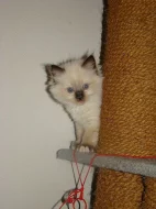 Ragdoll s PP