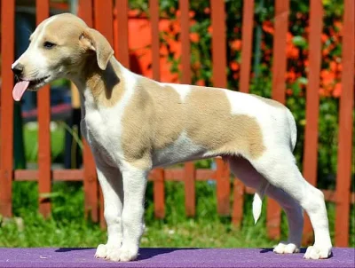 Dve Štěňátka Whippet s PP