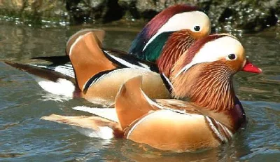 Kachnička mandarínska - Aix galericulata