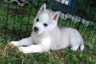 Sibiřský husky - štěně s PP FCI