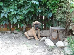 Cane corso - štěňata sPP
