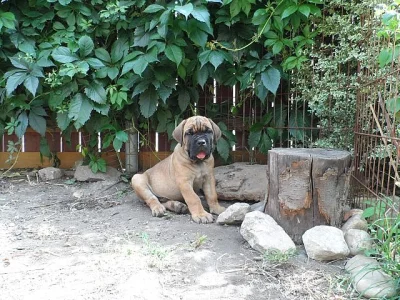 Cane corso - štěňata sPP