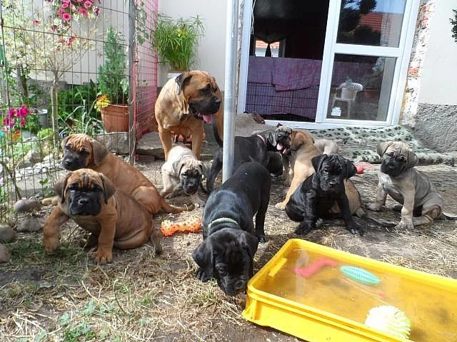 Cane corso - štěňata sPP