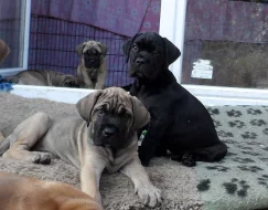 Cane corso - štěňata sPP