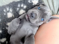 Cane corso - štěňata sPP