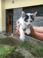 Daruji nalezené koťátko