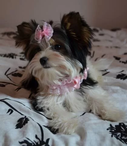 Fenka Biewer Yorkshirký Terrier s PP
