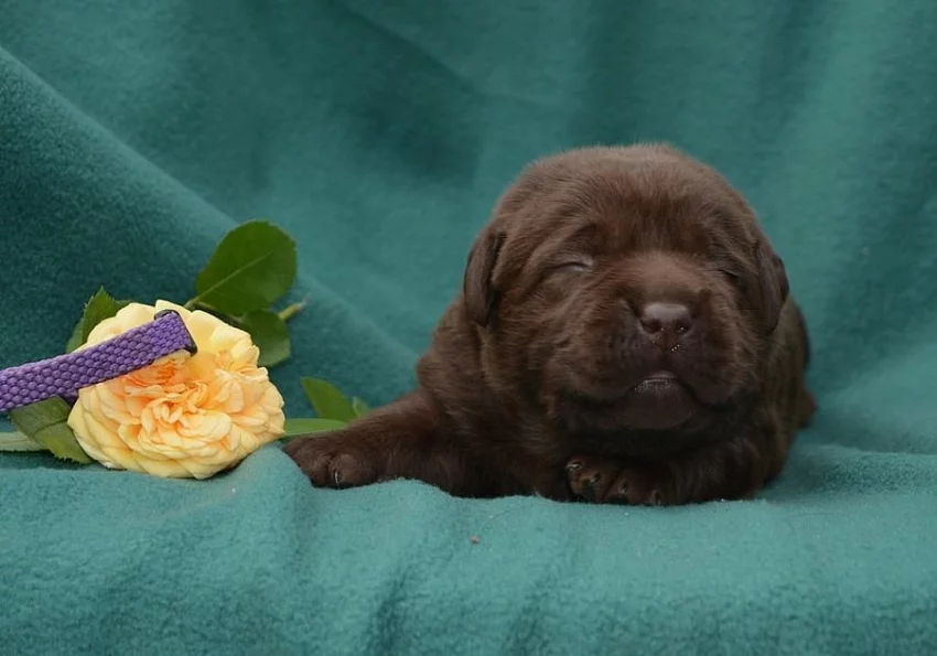 Čokoládová štěňátka labradora s PP