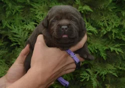 Čokoládová štěňátka labradora s PP
