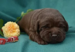 Čokoládová štěňátka labradora s PP