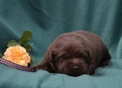 Čokoládová štěňátka labradora s PP