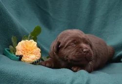 Čokoládová štěňátka labradora s PP