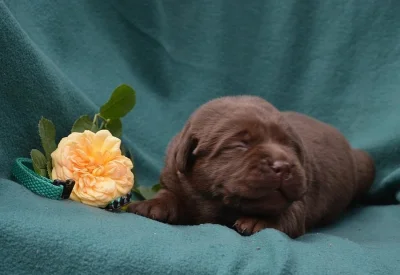 Čokoládová štěňátka labradora s PP