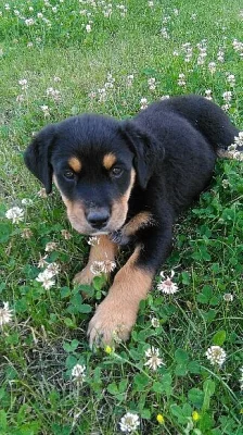 Štěně křízenec Rottwik/Salašnický