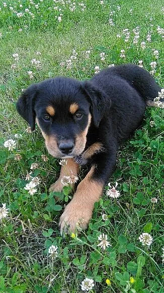 Štěně křízenec Rottwik/Salašnický