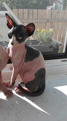 Kanadský Sphynx kocourek IHNED K ODBĚRU