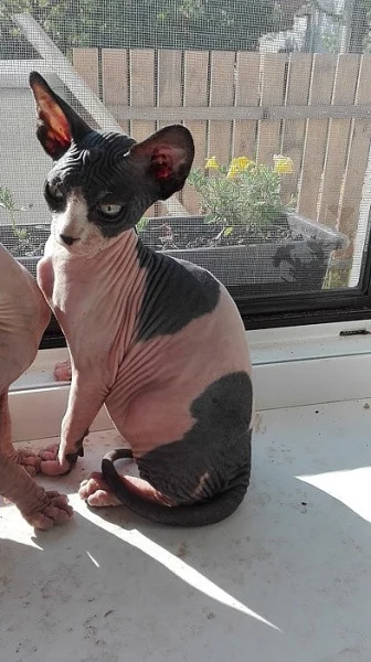 Kanadský Sphynx kocourek IHNED K ODBĚRU
