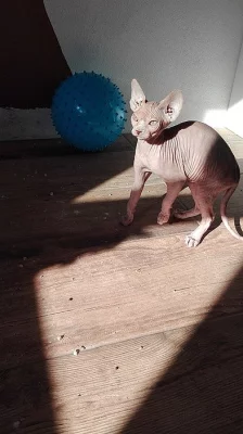 Prodám kotě Sphynx