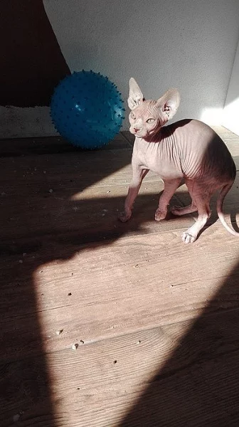 Prodám kotě Sphynx