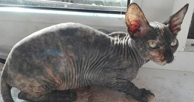Prodám kočičku Kanadský Sphynx
