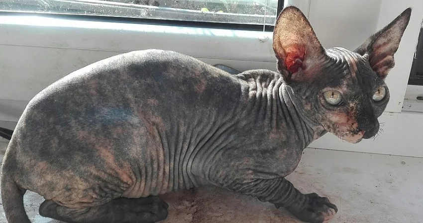 Prodám kočičku Kanadský Sphynx