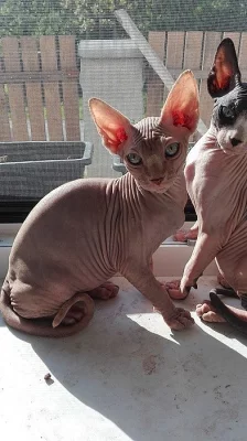 Kočička Sphynx IHNED K ODBĚRU