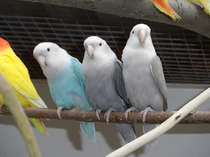 AGAPORNIS RŮŽOHRDLÝ OPALÍN