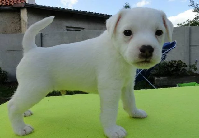 Parson russell teriér