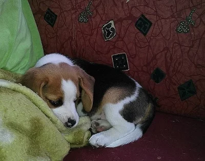 Bígl-Beagle