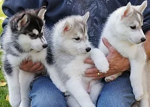 sladký zdravé Sibiřský husky štěňata