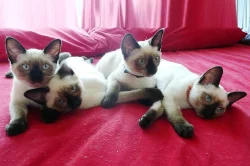 Koťátka Thajské kočky s PP po matce importované z Thajska