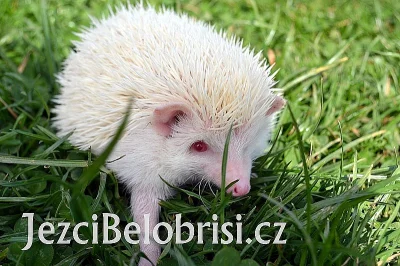 Ježek bělobřichý – OMEZENÁ AKCE NA ALBÍNKY - 890 Kč
