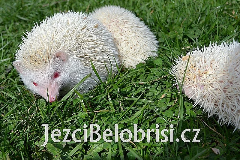 Ježek bělobřichý – OMEZENÁ AKCE NA ALBÍNKY - 890 Kč