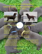 Labrador retriever s PP