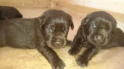 Labrador retriever s PP