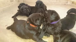 Labrador retriever s PP