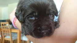 Labrador retriever s PP
