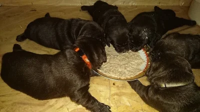 Labrador retriever s PP