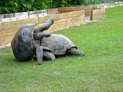 ZDRAVÝ OBŘÍ ALDABRA ŽELVY