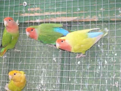 agapornis růžohrdlý- letošní mladí