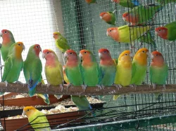 agapornis růžohrdlý- letošní mladí