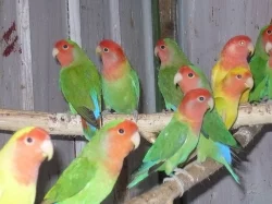 agapornis růžohrdlý- letošní mladí